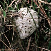 Wasptec - Wasp Nest Removal image 4
